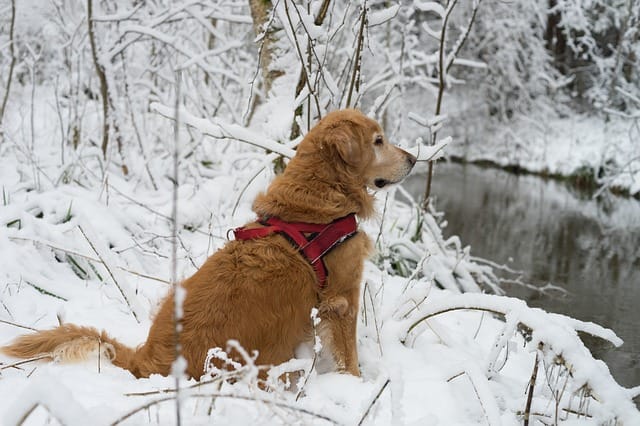 dog-in-snow