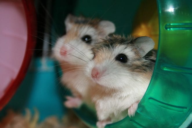 dwarf-twin-hamster-names