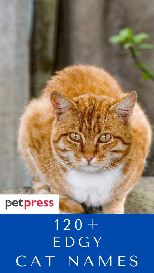 120 Edgy Cat Names Unique Cat Name Ideas For Your Kitten 120-edgy-cat-names-unique-cat-name-ideas-for-your-kitten