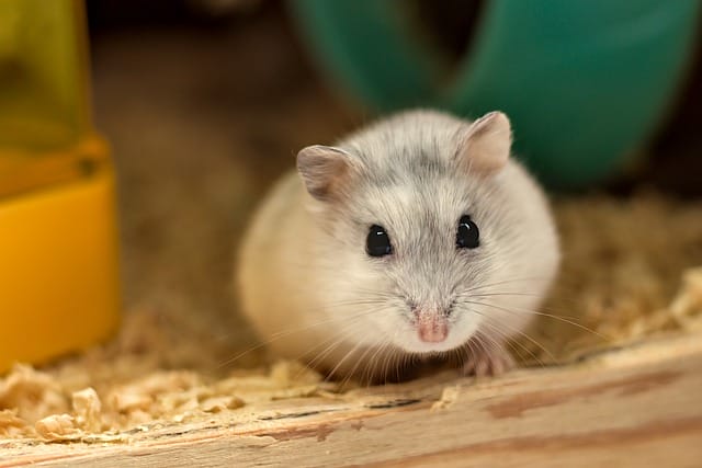 famous-female-hamster-names