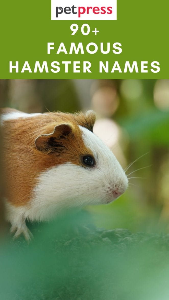 famous-hamster-names