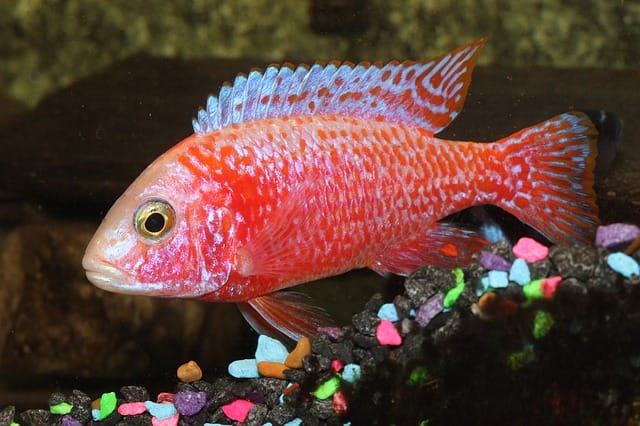 90+ Red Fish Names - Best Fish Name Ideas For Your Red Pet Fish