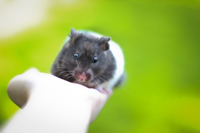 female-black-white-hamster-names