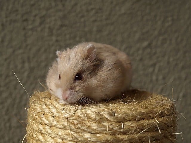 female-brown-hamster-names