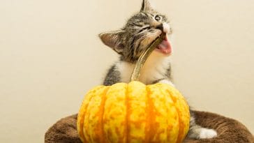 female-cat-names-mean-mischievous