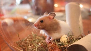 female-common-hamster-names