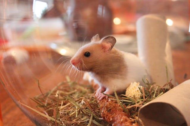 female-common-hamster-names