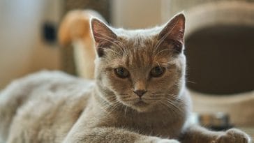 female-edgy-cat-names