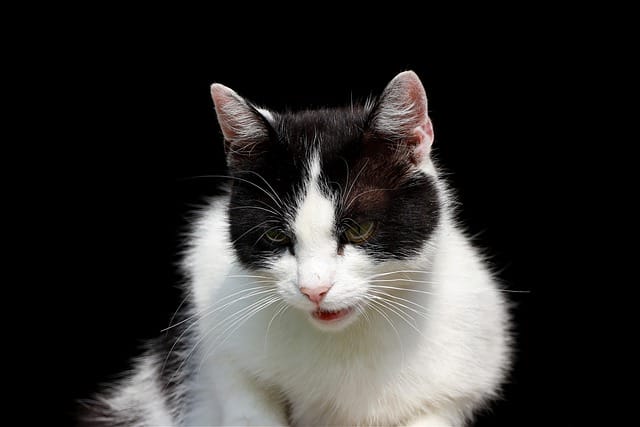 190 Fierce Cat Names For Your Aggressive Feline Friend 190-fierce-cat-names-for-your-aggressive-feline-friend