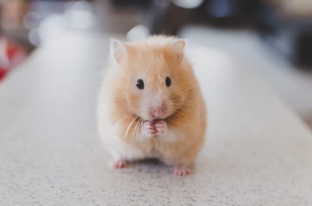 female-food-hamster-names