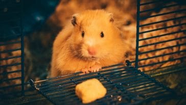 female-harry-potter-hamster-names