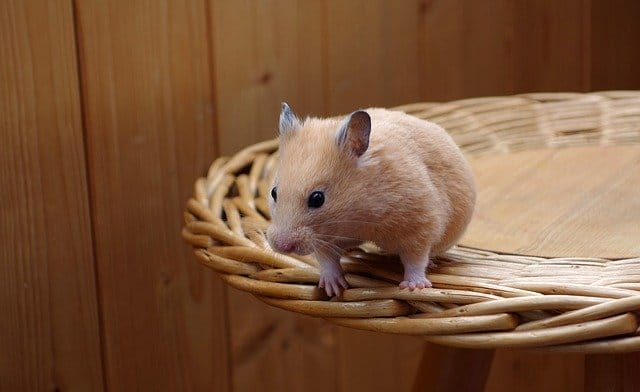female-russian-hamster-names