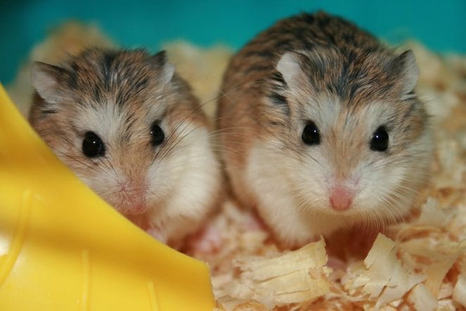 female-twin-hamster-names