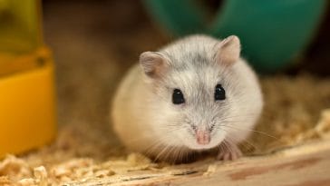 female-white-hamster-names