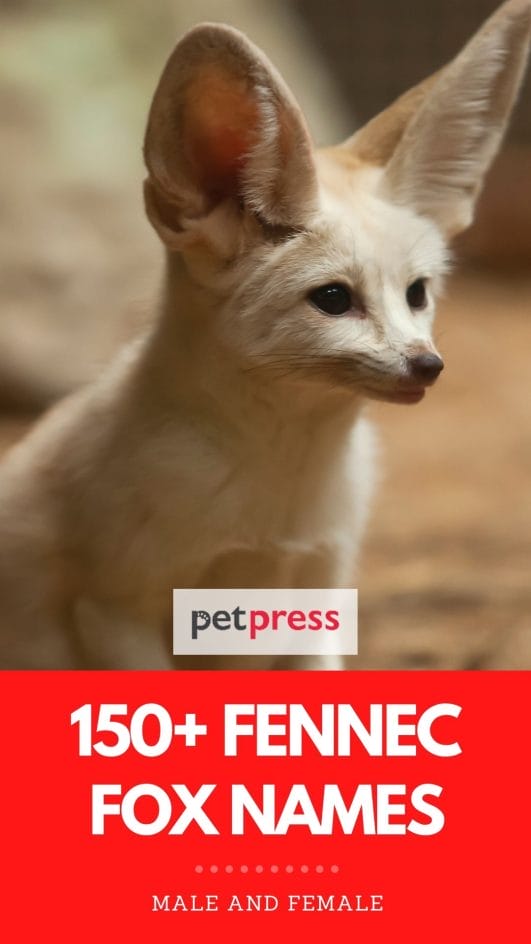 The 150+ Best Fennec Fox Names You Could Ever Find