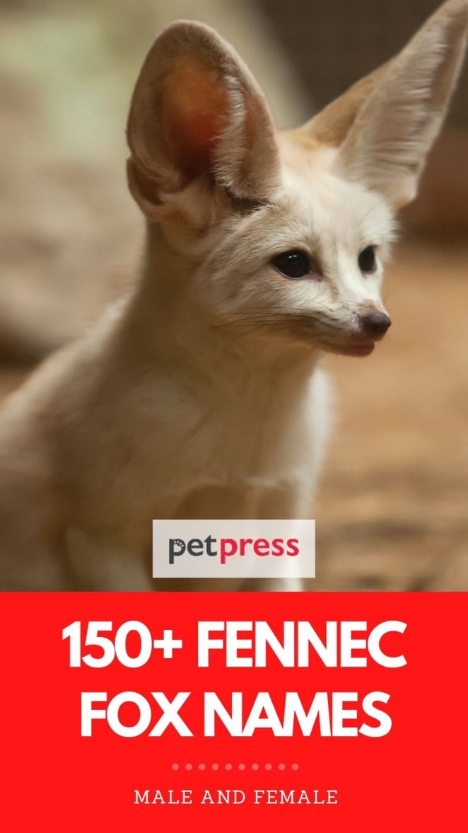fennec fox names
