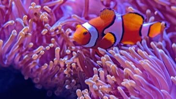 finding-nemo-female-fish-names