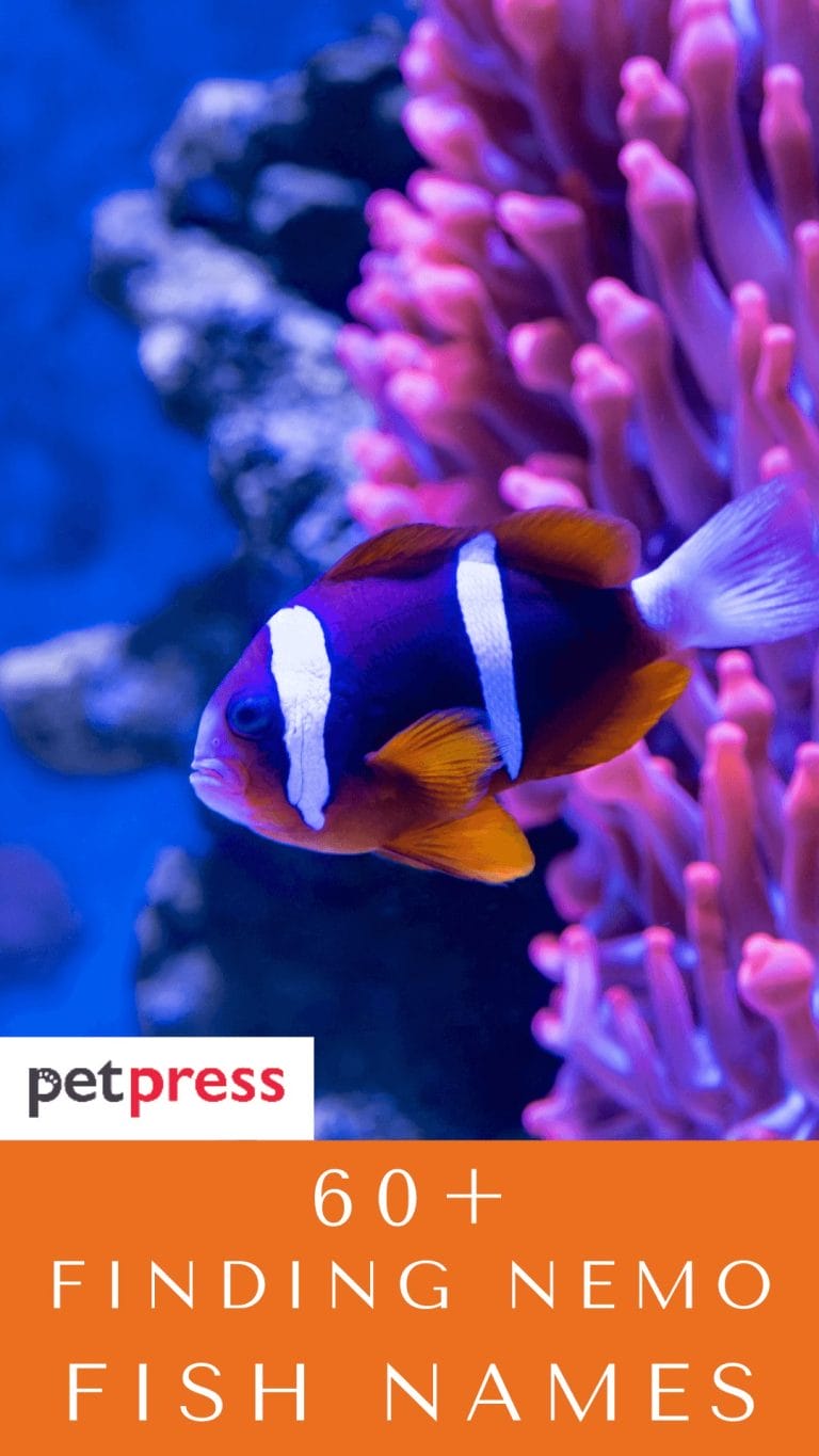 60+ Finding Nemo Inspired Fish Names For Your Pet Fishes