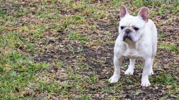 french-bulldog