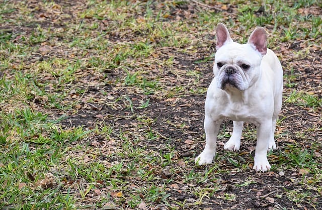 french-bulldog