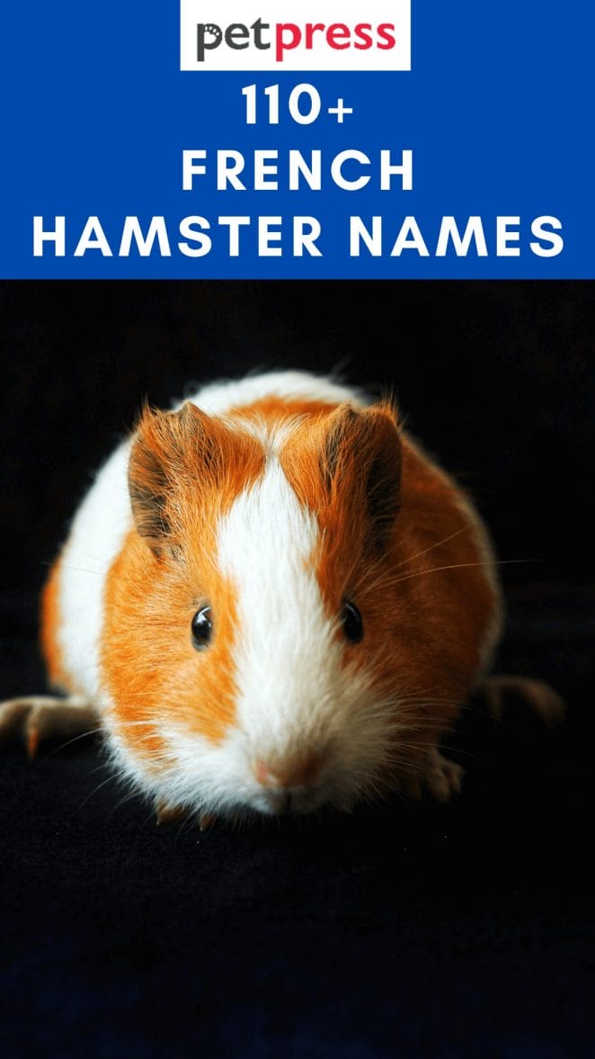 french-hamster-names
