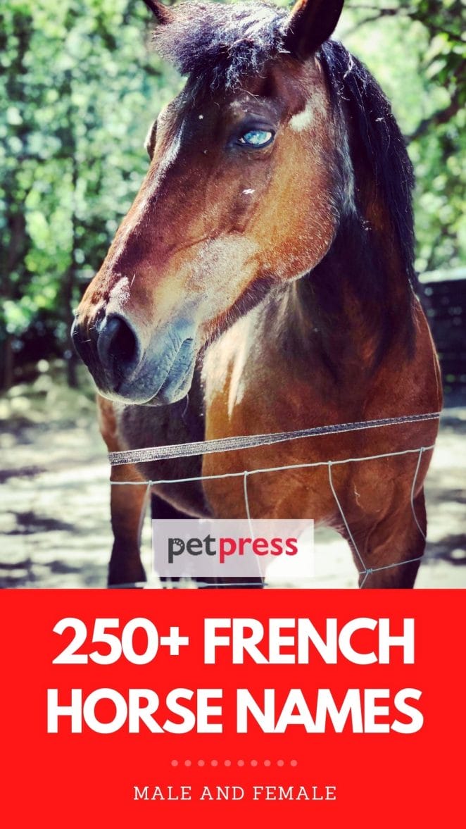 french horse names