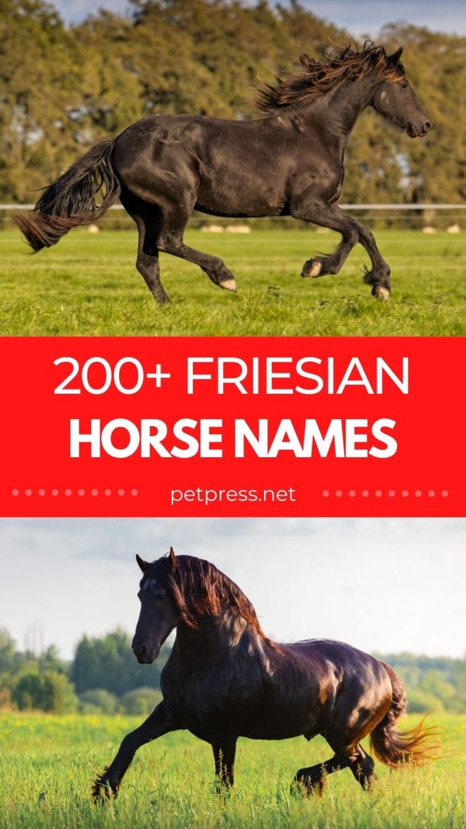 friesian horse names