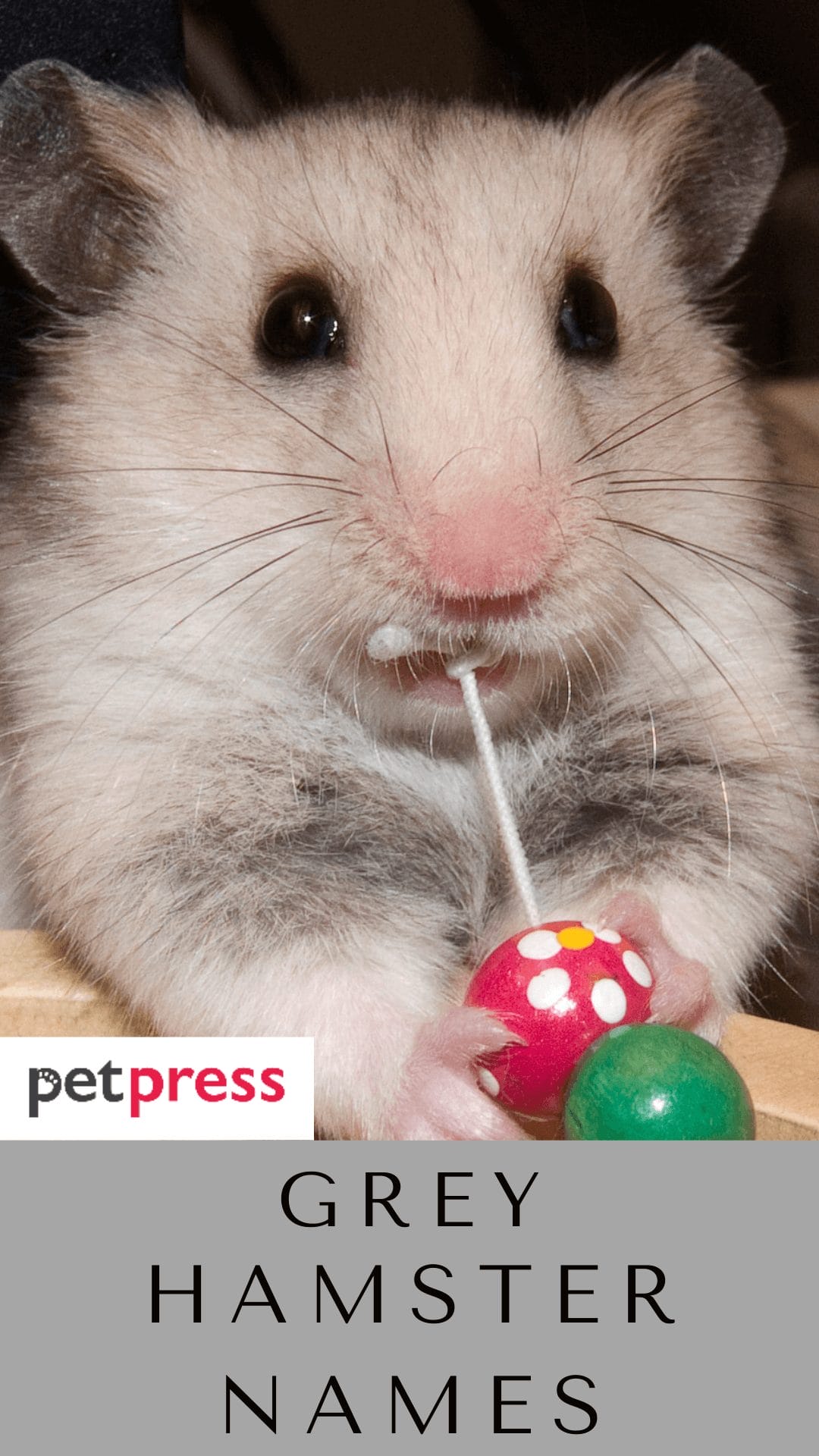 140+ Grey Hamster Names Popular Name Ideas For Pet Grey Hamster
