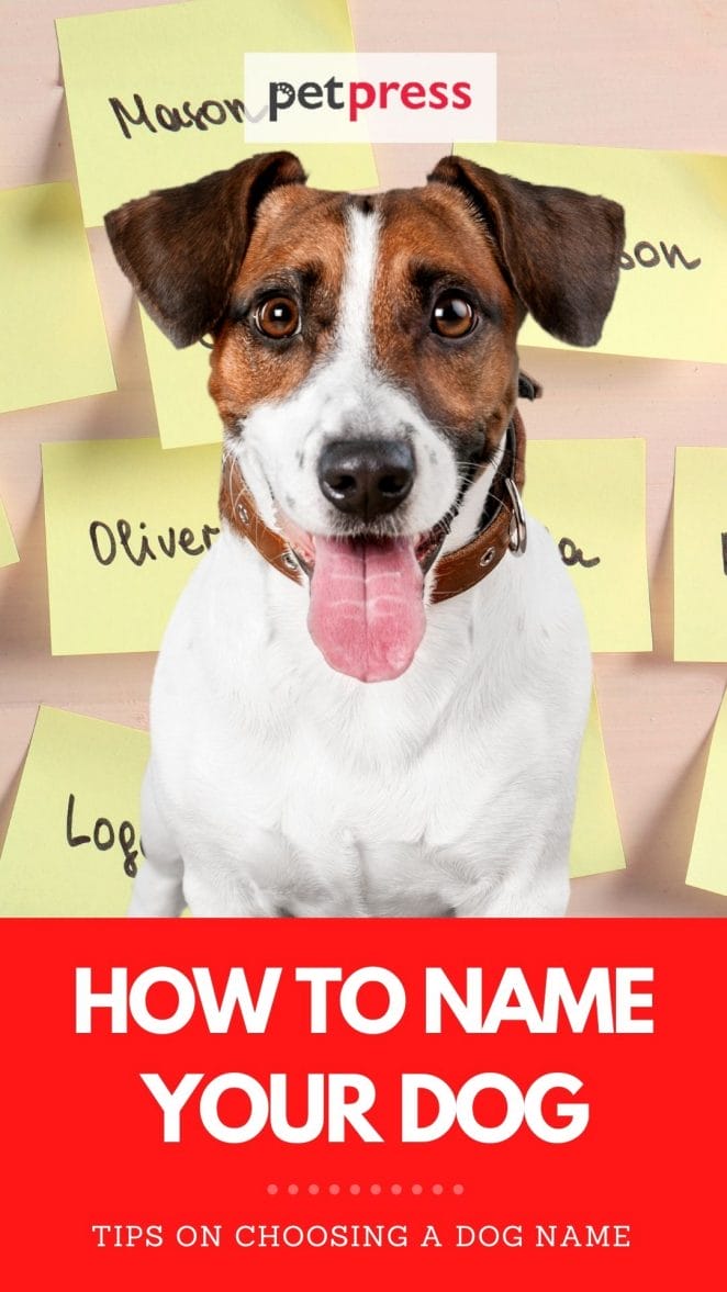 how to name your dog