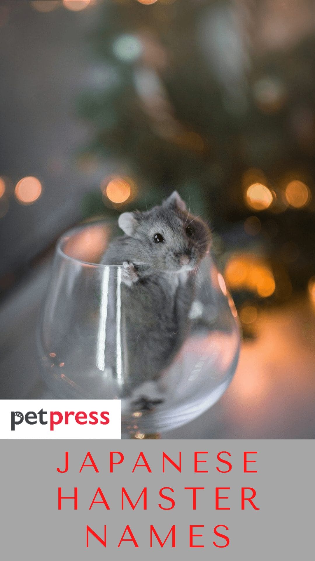 Japanese Hamster Names 180+ Japanese Names For Your Hamster