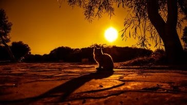 lion-king-male-cat-names