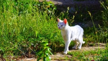 lord-of-the-ring-cute-cat-names