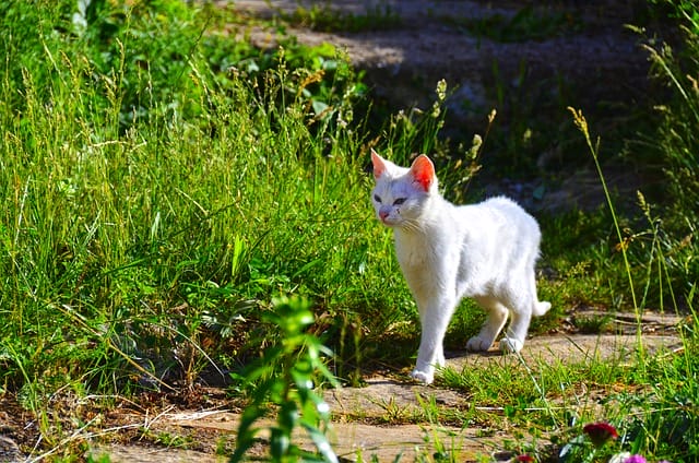 lord-of-the-ring-cute-cat-names