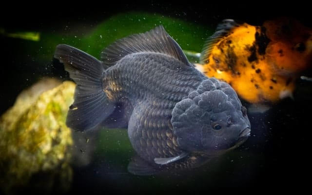 male-black-fish-names