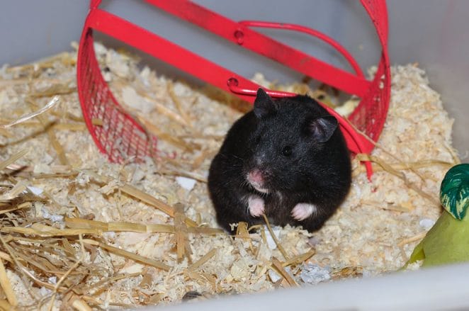 male-black-hamster-names