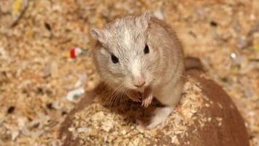 male-brown-hamster-names