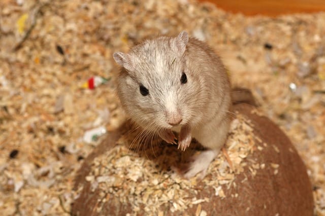 male-brown-hamster-names