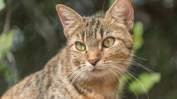 male-celtic-cat-names