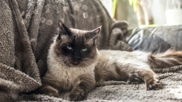 male-fierce-cat-names