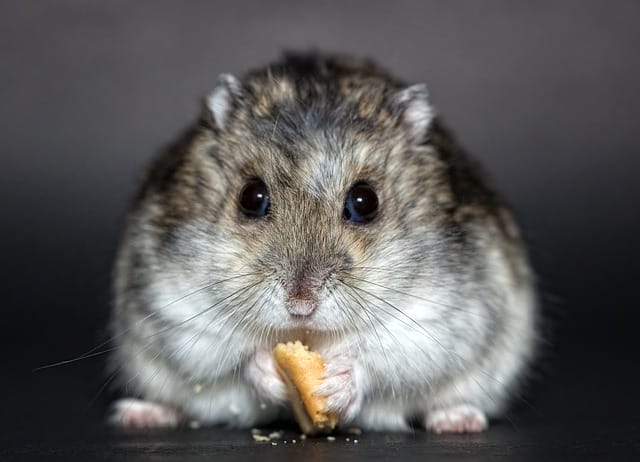male-food-hamster-names