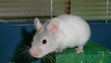 male-grey-hamster-names