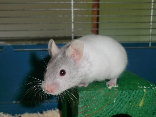 male-grey-hamster-names