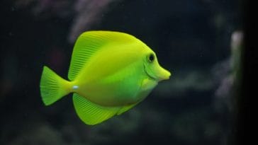male-hawaiian-fish-names