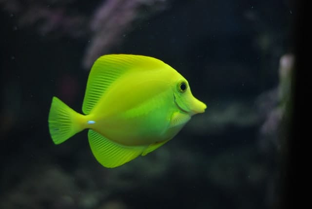 male-hawaiian-fish-names