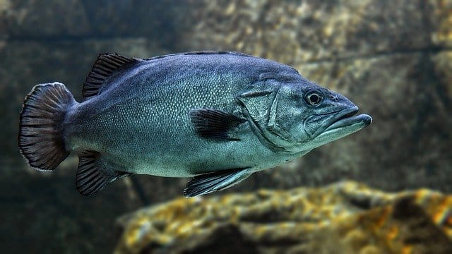 male-spanish-fish-names