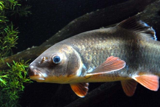 male-sucker-fish-names