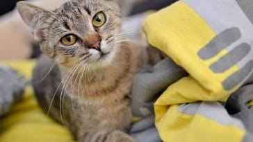 male-sushi-cat-names