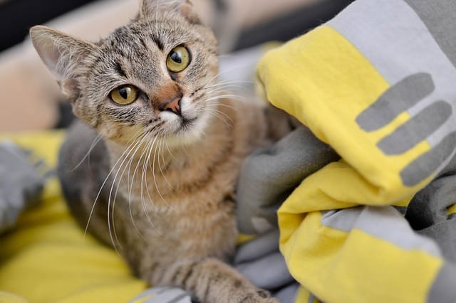 male-sushi-cat-names