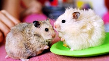 male-twin-hamster-names