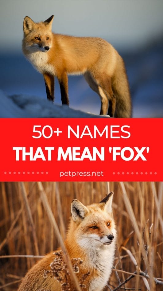 Chinese Names That Mean Fox